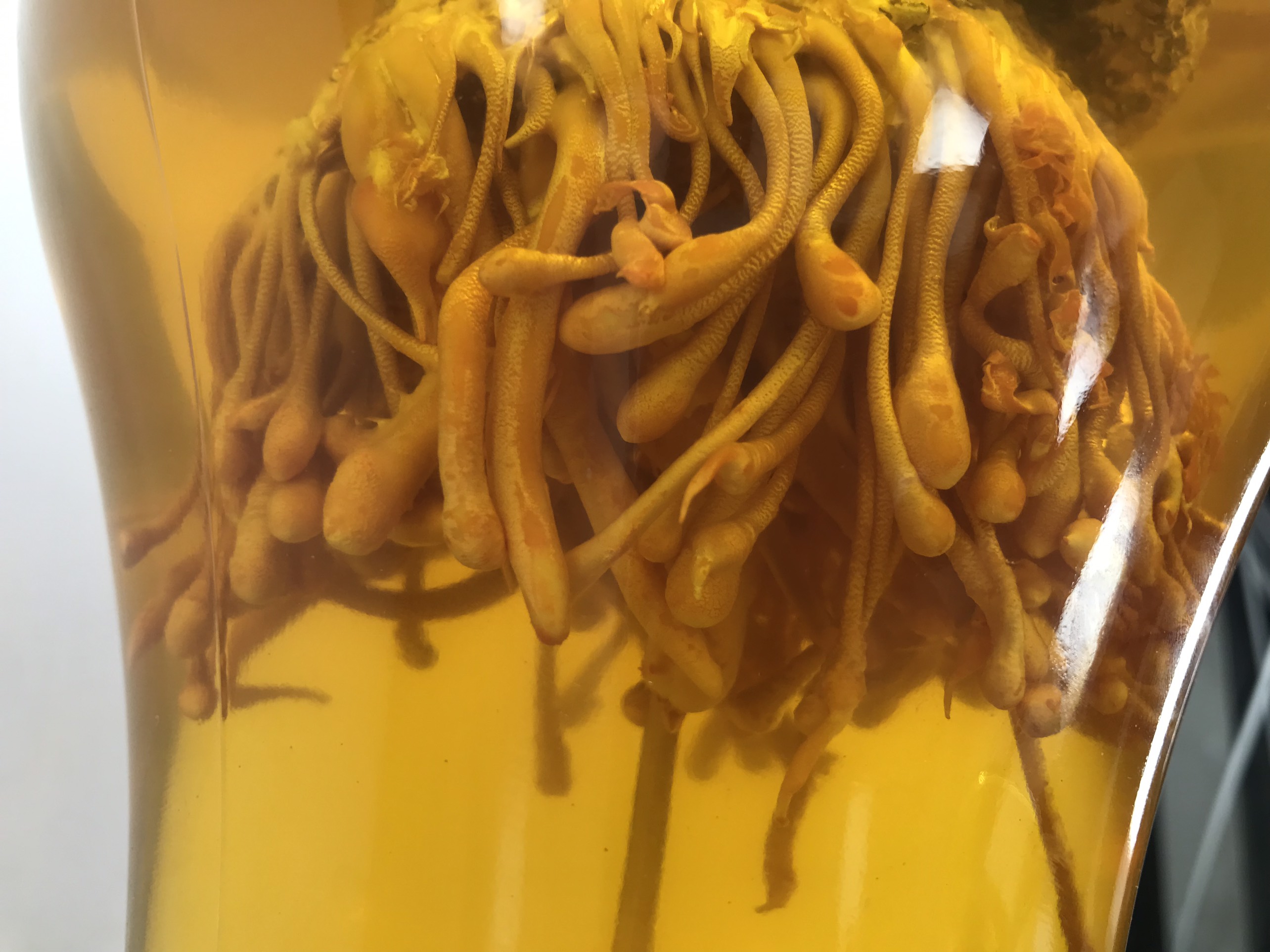 Cách bảo quản rượu đông trùng hạ thảo