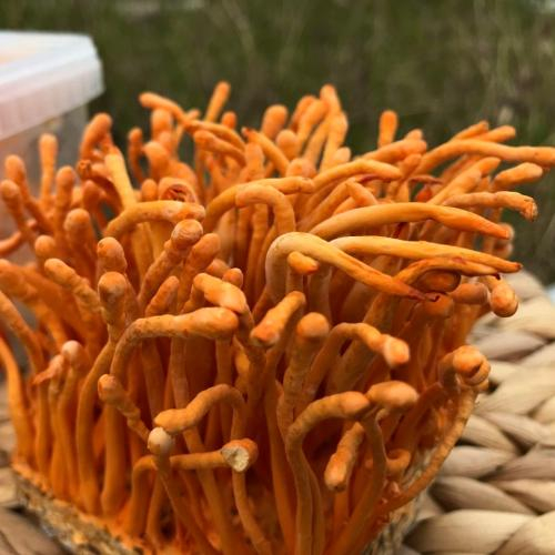 Đông Trùng Hạ Thảo Dùng Sai Cách Có Tác Hại Gì?