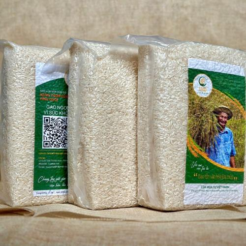 Tại Sao Phải Vo Gạo Nàng Thơm Cồn Vĩnh Quới Trước Khi Nấu? 