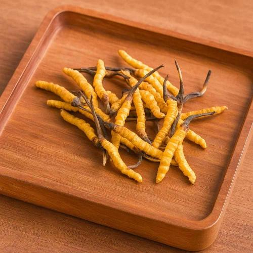 Đông Trùng Hạ Thảo Và Vai Trò Trong Phòng Ngừa Ung Thư