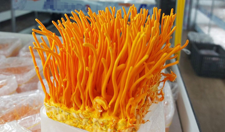 Đông trùng hạ thảo là gì?