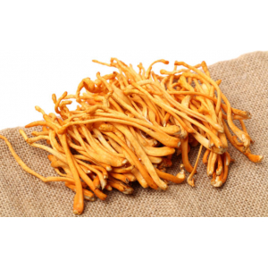 Tại sao phải sấy khô đông trùng hạ thảo?