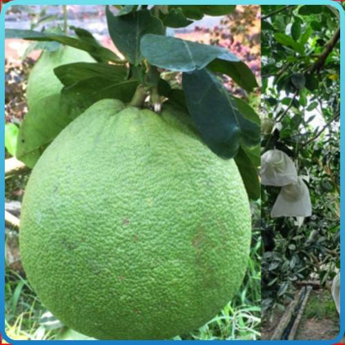 Bưởi Da Xanh Mường Ảng