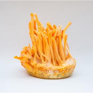 Đông Trùng Hạ Thảo Và Hệ Miễn Dịch: Sự Kết Nối Từ Thiên Nhiên Đến Sức Khỏe