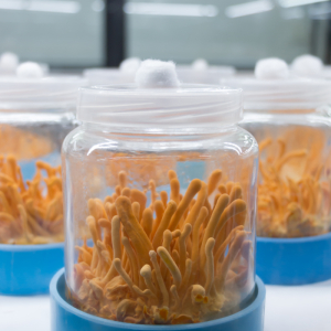 Những Lưu Ý Khi Dùng Đông Trùng Hạ Thảo