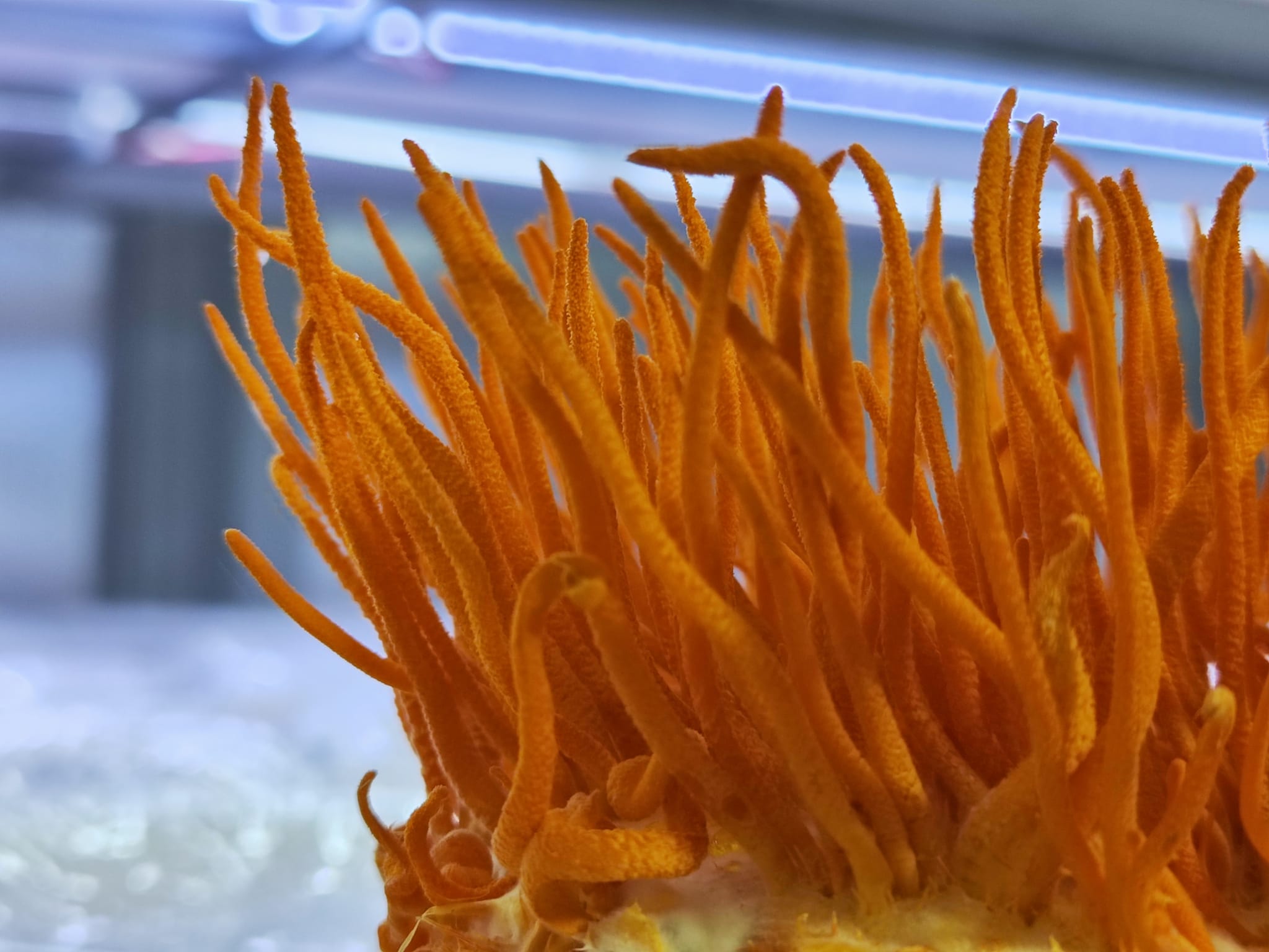 Đông Trùng Hạ Thảo Là Gì?