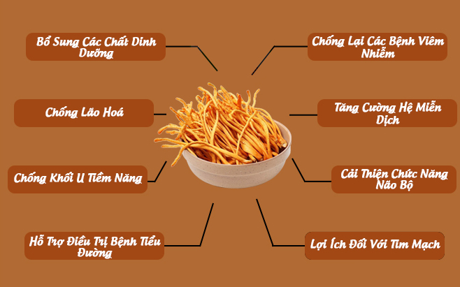 Tác dụng của đông trùng hạ thảo