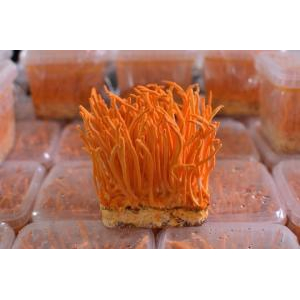 Nấm đông trùng hạ thảo Cordyceps militaris