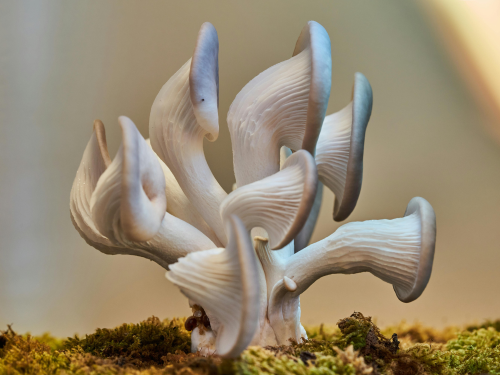 Giới thiệu sản phẩm