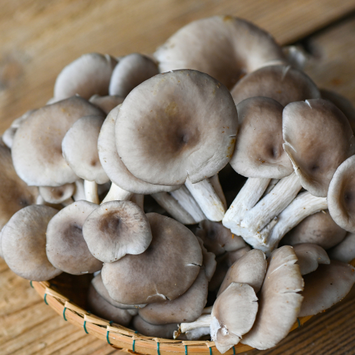 Nấm Bào Ngư Xám