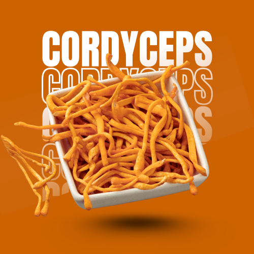 Đông Trùng Hạ Thảo Có Tác Dụng Gì Cho Phụ Nữ Mang Thai?