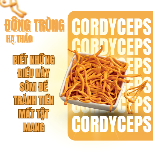 Những Yếu Tố Ảnh Hưởng Đến Chất Lượng Của Đông Trùng Hạ Thảo