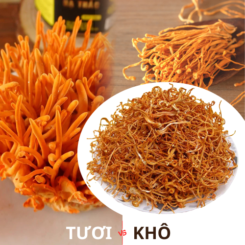Đông Trùng Hạ Thảo Khô Và Tươi Khác Nhau Như Thế Nào?