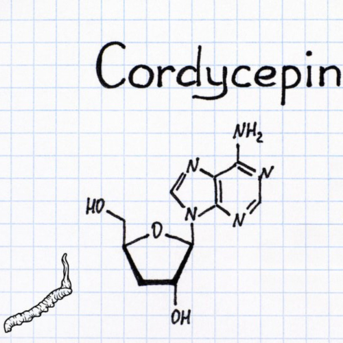 Cordycepin – Hoạt Chất Vàng Trong Đông Trùng Hạ Thảo Giúp Cơ Thể Chống Lại Mệt Mỏi Và Viêm Nhiễm