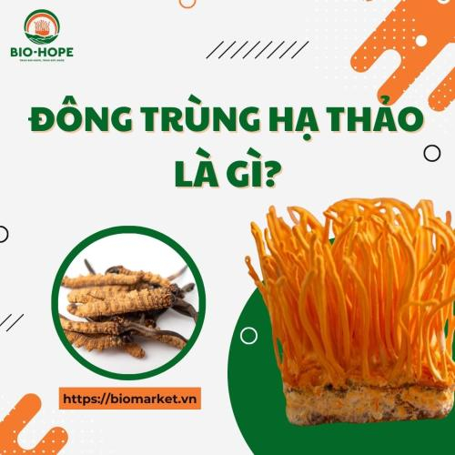 Đông Trùng Hạ Thảo Là Gì?
