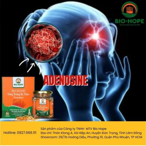 Đông Trùng Hạ Thảo Bio Hope - Lá Chắn Tự Nhiên Giúp Phòng Chống Đột Quỵ Hiệu Quả!