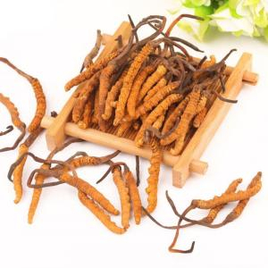 Đông trùng hạ thảo: Lợi ích, phân loại và đặc tính dược liệu quý