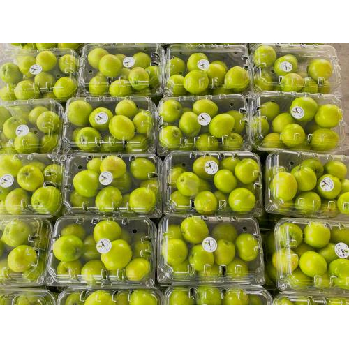 Giới Thiệu Về Táo Xanh Cam Ranh