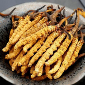 Có Bao Nhiêu Loại Đông Trùng Hạ Thảo? Các Loại Đông Trùng Hạ Thảo Đang Có Trên Thị Trường