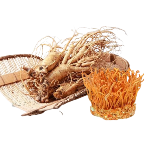 Đồng Trùng Hạ Thảo Và Nhân Sân Sự Kết Hợp Của Hai Dược Liệu Quý Hiếm