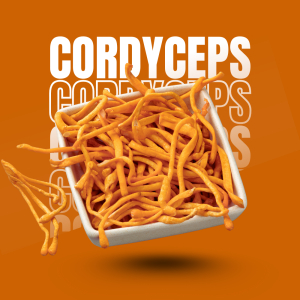 Đông Trùng Hạ Thảo Có Tác Dụng Gì Cho Phụ Nữ Mang Thai?