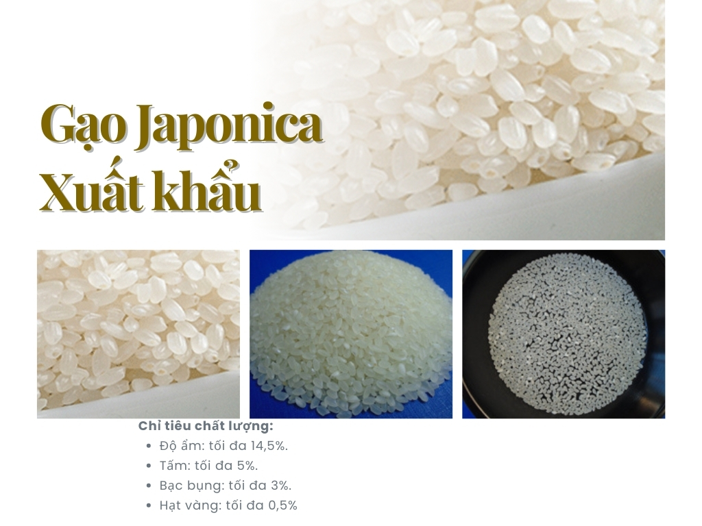 1. Gạo Japonica xuất khẩu