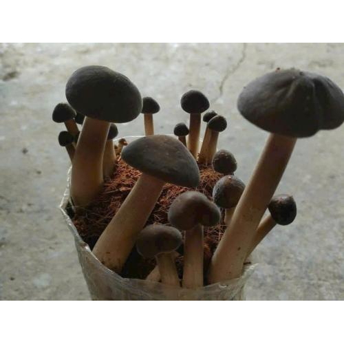 Hợp Tác Xã Nông Nghiệp Tà Đảnh