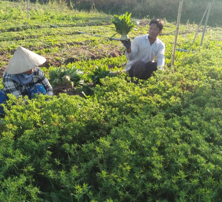 Về hiệu quả các dịch vụ