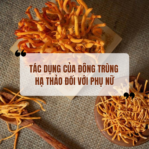 Đông Trùng Hạ Thảo Có Tác Dụng Gì Với Phụ Nữ?