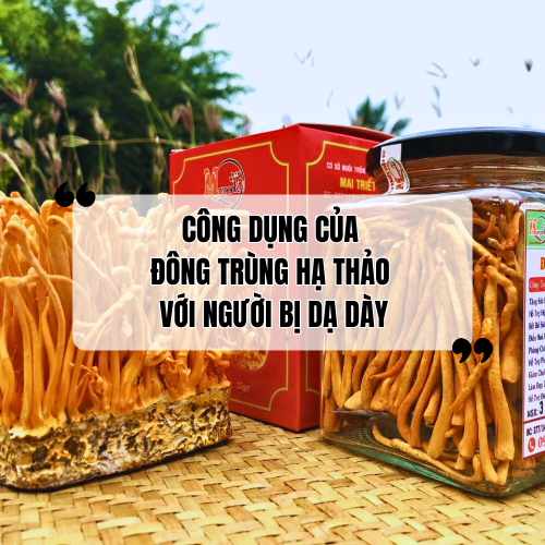 Công dụng của đông trùng hạ thảo với người bị dạ dày. Cách sử dụng hiệu quả
